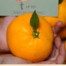 홍도한성수산 이미지