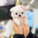 해피댕댕이 | 강남강아지분양 해피애견타운 전문 매장