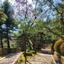 대자연게임장 | 홍천 숙소 비발디파크 가족여행 룸 추천 조식뷔페(가격 인상 필독)