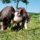 대정축산 이미지