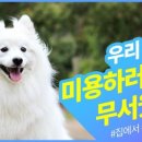 애견시대 이미지