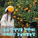 보메와산 | 아이랑 제주 감귤체험 &#39;보메와산 감귤체험농장&#39; 내돈내산 체험후기