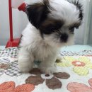 제주 헬로우펫 이미지