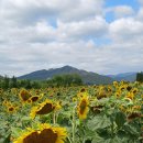 황산 공원 해바라기 들판 풍경 속으로 이미지