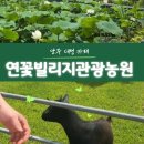 신기농원 | 양주 대형카페, 아기랑 가기 좋은 연꽃빌리지관광농원 내돈내산 후기