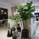 보타니코 이미지