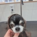 멍친 이미지