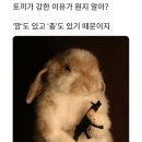 깡총