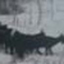 알콩달콩 흑염소 농장 이미지