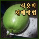 박**