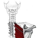 대,소능형근에 대한 임상근육학적 접근 이미지