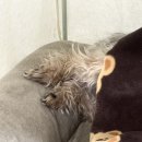 위희