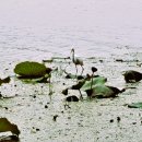 백조의 호수 이미지