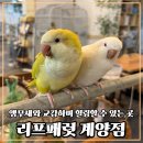 앵무새카페리프패럿광안리해수욕장점 | 인천앵무새카페 리프패럿 계양점에서 힐링한 날