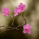 석적초교 이미지