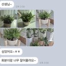 [ 다육 선인장 합식 디자인 ] 취미반 가드닝 클래스 원데이 식물 심기 원예 체험 수업 분갈이방법...