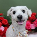 나랑애견유치원 이미지