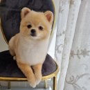 이쁘개 애견샵 이미지