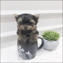 어바웃독 이미지