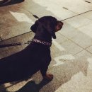 닥터훈트 네이버블로그