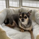 치와와 여름 클리핑 미용 후기｜시원하게 털갈이 준비 완료 🐶 강아지미용실 영등포