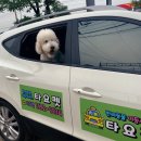 영애견 - 강서구 곰달래로 199 | 영애견