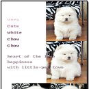 챠우챠우 Daum카페