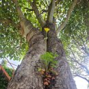 풀꽃나무펜션민박 이미지