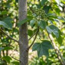 진도약초 | 황칠나무 효능 총정리 – 당뇨·고혈압·관절에 좋은 약초 완벽 가이드