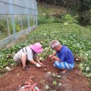 태평농장 이미지