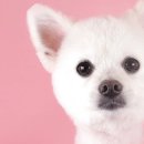 퀸펫살롱 이미지