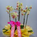 우림약품 이미지