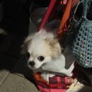 견생개꿀 | 삐삐 옷 사러 펫페어 다녀옴