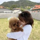 딩가댕댕 이미지