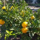 대한민국상이군경회제주특별자치도지부 이미지