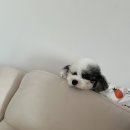 털래털래 애견미용실 이미지