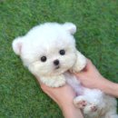 부산강아지분양 테디럽 명지본점 이미지