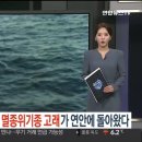 고래잡이 금지 40년…멸종위기종 고래가 연안에 돌아왔다 이미지