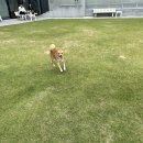 개들랜드 이미지