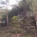 황금소나무 이미지