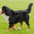 러브펫 반려동물장례식장 이미지