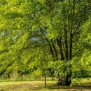 호두나무 이미지