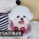 오마이도그 | (수원, 강아지, 고양이, 애견미용, 추천!) 오마이도그 광교점 수원 애견미용 전문점