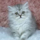 현숙켄넬 이미지