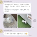 메모르드몽 이미지