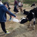 대관령 아기동물농장 이미지