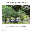 가평밤나무숲캠핑장 | [서울근교, 가평] 가평 밤나무 숲 계곡 캠핑장/빠지, 감나무집,내돈내산