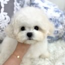 테디 켄넬 | 부산미니비숑 초미니비숑 테디비숑을 브리딩하는 디바인퍼피켄넬