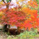 불갑초등학교 이미지