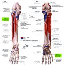 05 - Peroneus longus, Fibularis longus 긴종아리근 장비골근(長腓骨筋) 이미지